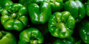 Fresh Green Capsicum
