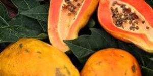 Fresh Papaya