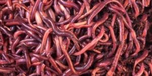 Live Earthworms