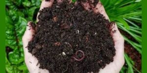 Organic Vermicompost Fertilizer