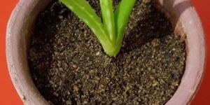 Green Aloevera Baby Plant