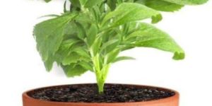 Stevia Plant