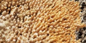 Natural Dried Coralline