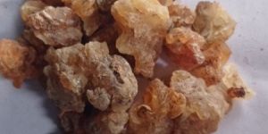 Boswellia Serrata