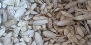 1-2 Inch Cuttlefish Bone