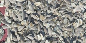 4-5 Inch Cuttlefish Bone