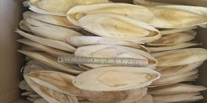 8-12 Inch Cuttlefish Bone