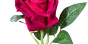 Artificial Rose Flowers Single Stick