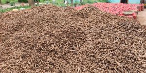 Whole Turmeric Seeds