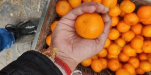 Darjeeling Sweet Orange