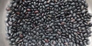 Black Matpe Beans