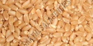 Dried Wheat Seeds