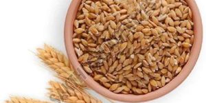 Organic Wheat Seeds