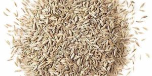 White Cumin Seeds