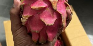 Red Dragon Fruit