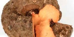 Organic Elephant Yam