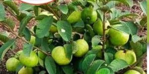 HYBID THAI 7 GUAVA PLANT