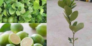 Seedless Lemon Plant