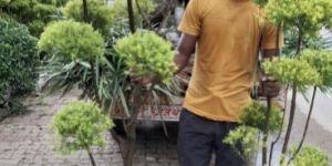 Bottle Brush Tapori Plants
