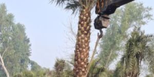 Date Palm Plants