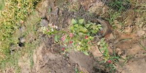 Madhumalti Dwarf Plants