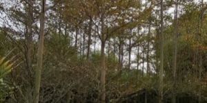 Terminalia Plants