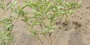 Variegated Chandni Plants