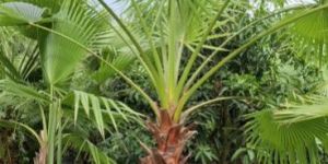 Washingtonia Palm Plants