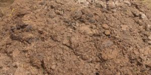 Cow Dung Manure