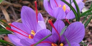 Kashmiri Mogra Saffron