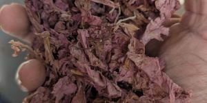 Dry Hibiscus Flower