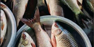 Fresh Rohu Fish