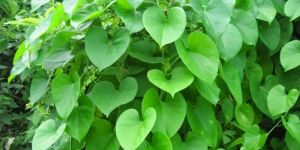 Immunity Boost Chewable Green Giloy Leaves