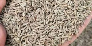 Cumin Seeds