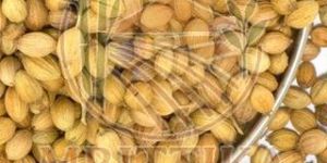 Coriander Seeds