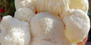 lions mane mushroom dry