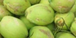 Tender Coconut