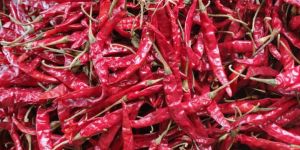 Dried Red Chili