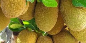 Jackfruit Plant
