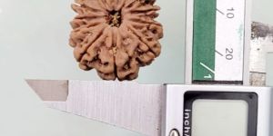 11 Mukhi Rudraksha