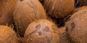 Coconut