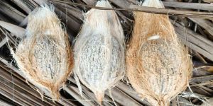 Semi Husked Coconuts