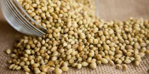 Coriander Seeds