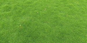 Bermuda Grass