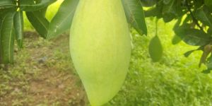 Mango Fruit