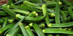Fresh Green Okra