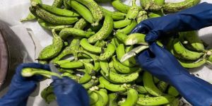 Raw Green Banana with Peel Powder