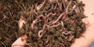 Earth Worms