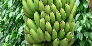 Fresh Green Banana
