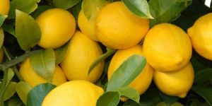 Fresh Seedless Lemon